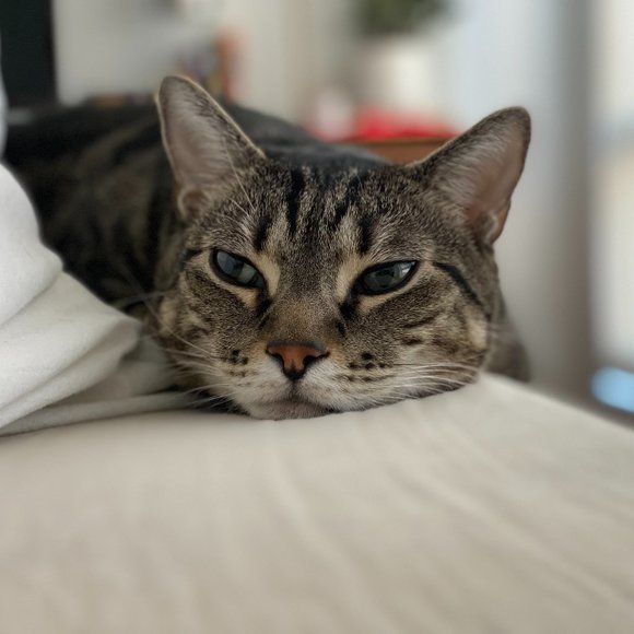 Meet your Posher, Susie - Picture 1 of 1